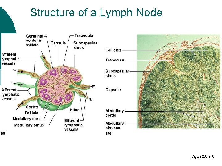 Structure of a Lymph Node Figure 20. 4 a, b 