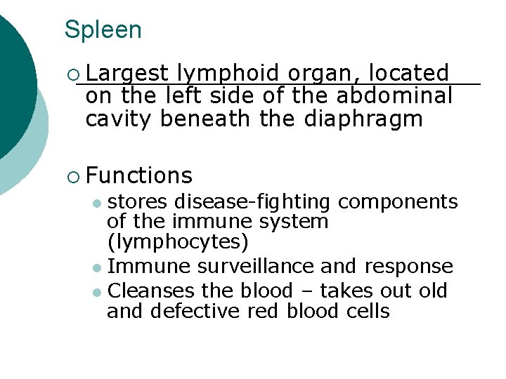 Spleen ¡ Largest lymphoid organ, located on the left side of the abdominal cavity