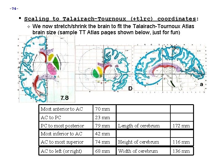 -74 - • Scaling to Talairach-Tournoux (+tlrc) coordinates: We now stretch/shrink the brain to