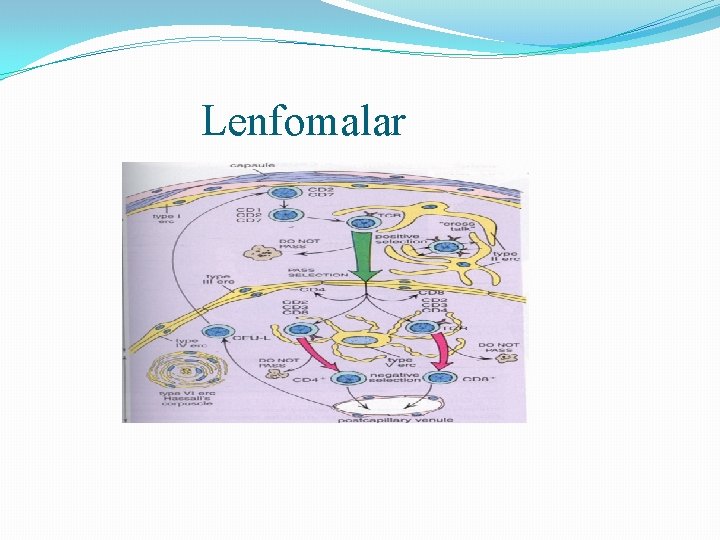 Lenfomalar 