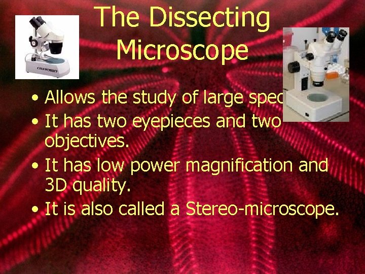 The Dissecting Microscope • Allows the study of large specimens. • It has two