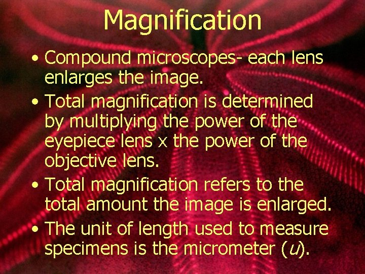 Magnification • Compound microscopes- each lens enlarges the image. • Total magnification is determined