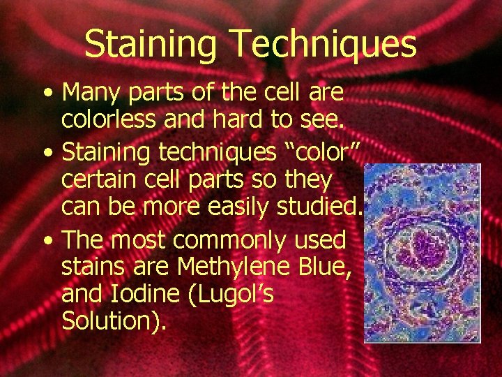 Staining Techniques • Many parts of the cell are colorless and hard to see.