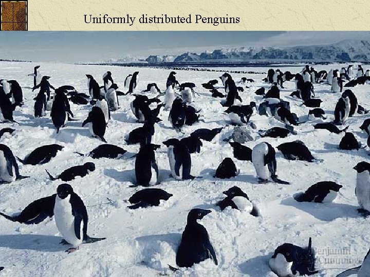 Uniformly distributed Penguins 