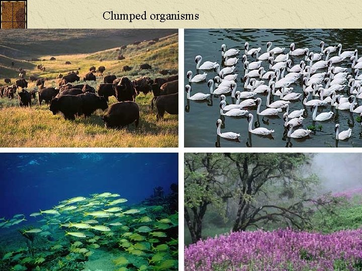 Clumped organisms 