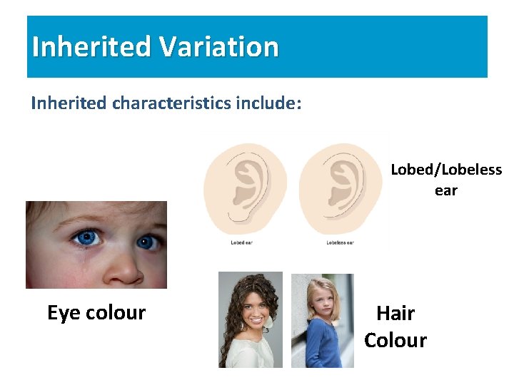 Inherited Variation Inherited characteristics include: Lobed/Lobeless ear Eye colour Hair Colour 