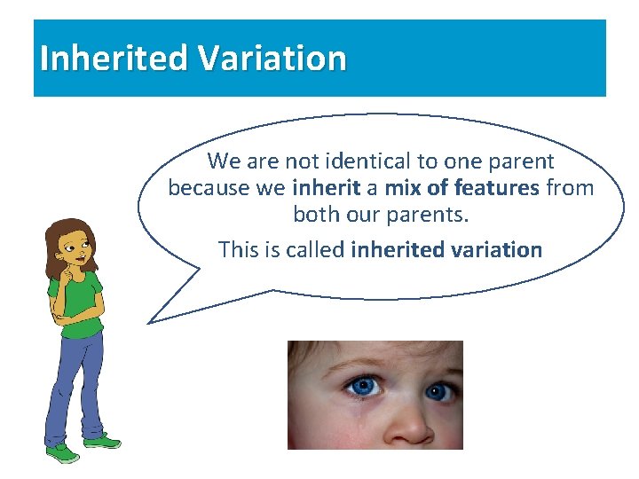 Inherited Variation We are not identical to one parent because we inherit a mix