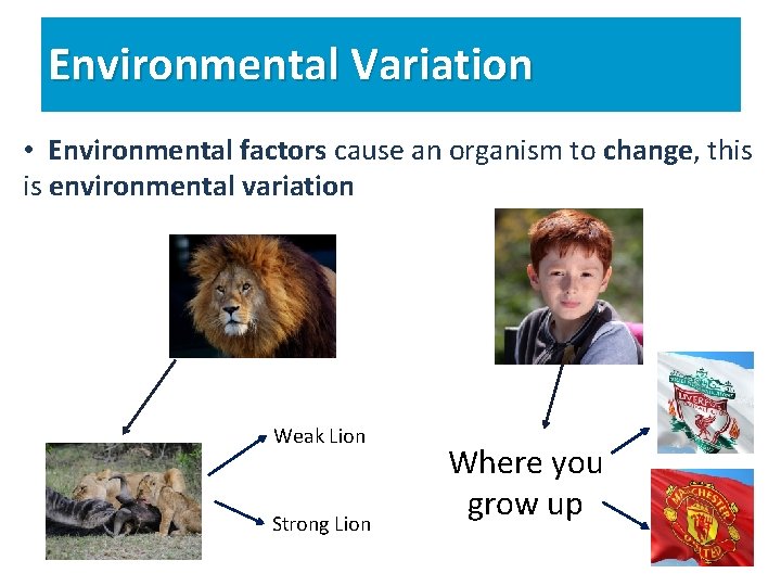 Environmental Variation • Environmental factors cause an organism to change, this is environmental variation