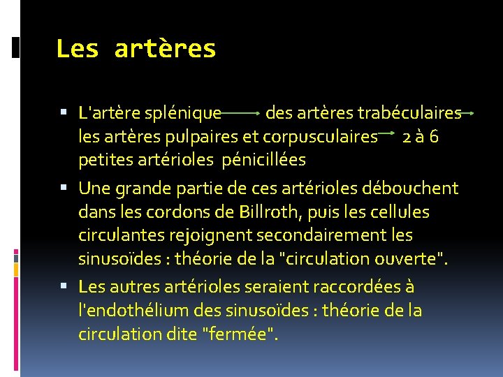 Les artères L'artère splénique des artères trabéculaires les artères pulpaires et corpusculaires 2 à