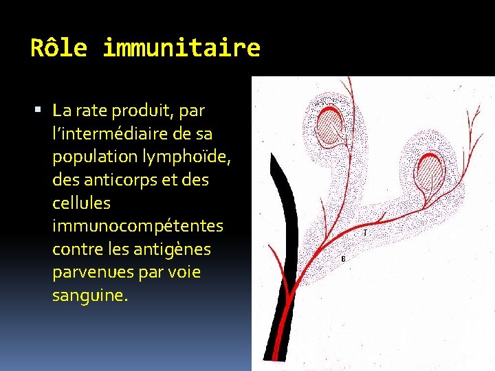 Rôle immunitaire La rate produit, par l’intermédiaire de sa population lymphoïde, des anticorps et