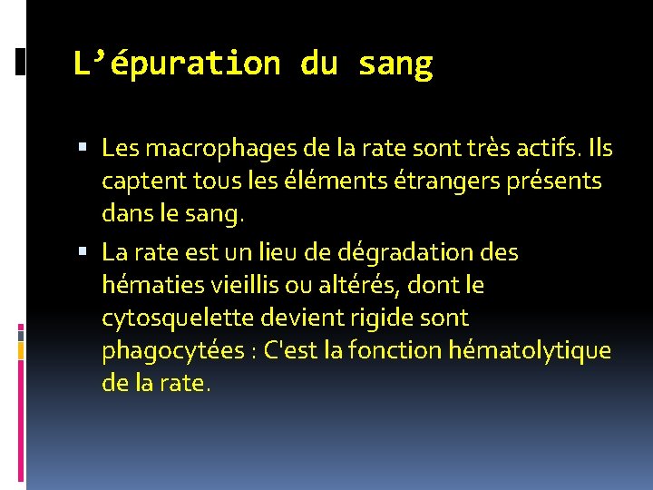 L’épuration du sang Les macrophages de la rate sont très actifs. Ils captent tous