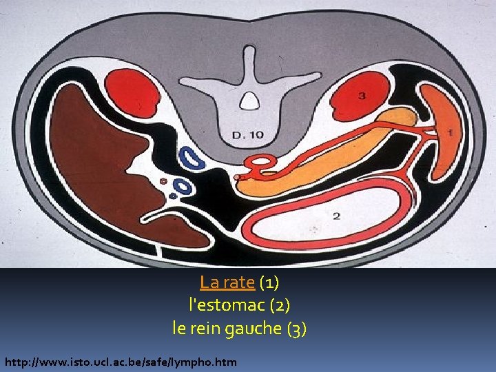 La rate (1) l'estomac (2) le rein gauche (3) http: //www. isto. ucl. ac.