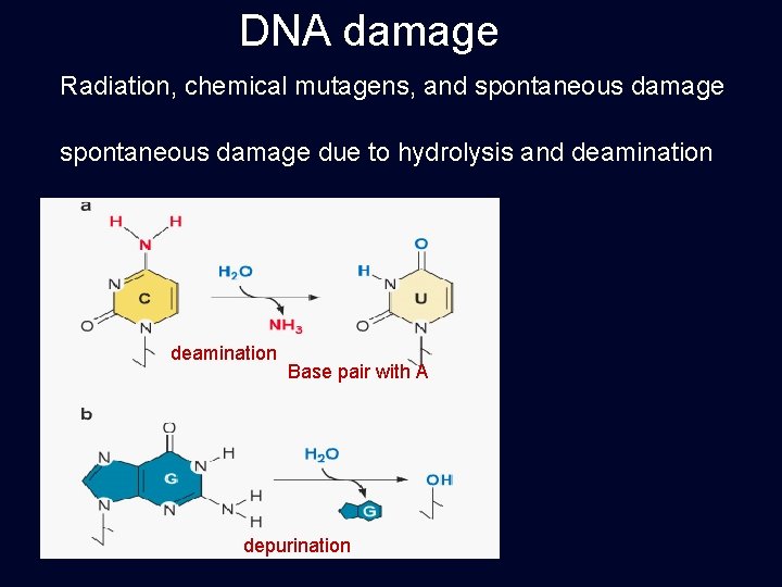 DNA damage Radiation, chemical mutagens, and spontaneous damage due to hydrolysis and deamination Base