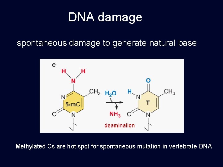 DNA damage spontaneous damage to generate natural base deamination Methylated Cs are hot spot