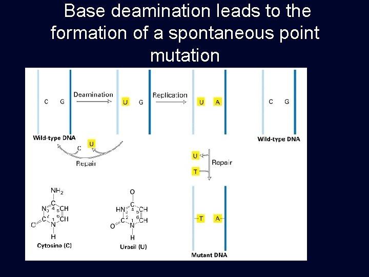 Base deamination leads to the formation of a spontaneous point mutation 