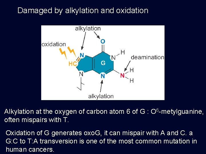 Damaged by alkylation and oxidation Alkylation at the oxygen of carbon atom 6 of