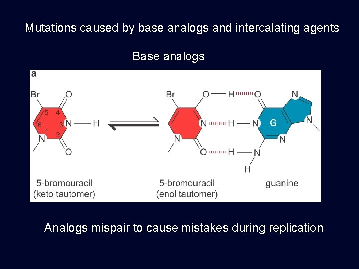 Mutations caused by base analogs and intercalating agents Base analogs Thymine analog Analogs mispair