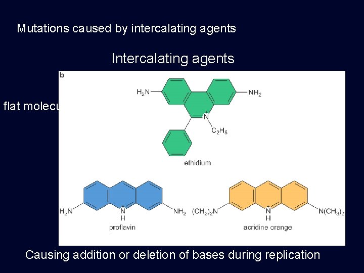 Mutations caused by intercalating agents Intercalating agents flat molecules Causing addition or deletion of