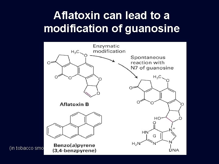 Aflatoxin can lead to a modification of guanosine (in tobacco smoke) 