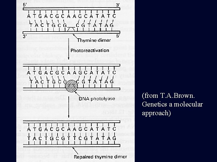 (from T. A. Brown. Genetics a molecular approach) 