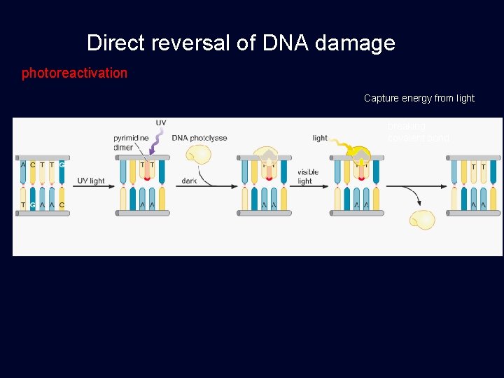 Direct reversal of DNA damage photoreactivation Capture energy from light breaking covalent bond 