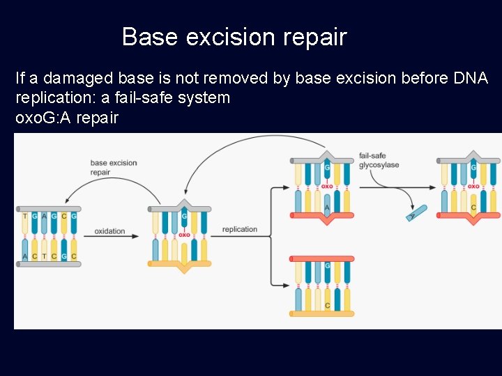 Base excision repair If a damaged base is not removed by base excision before