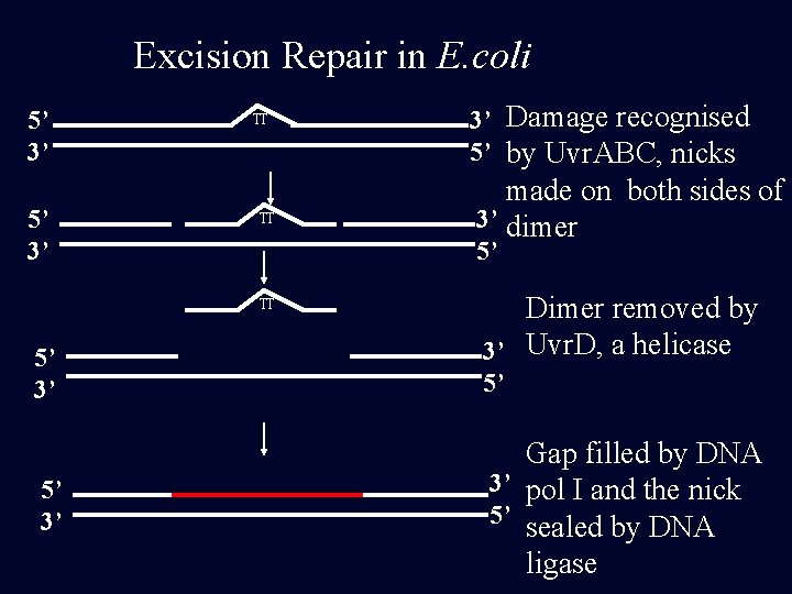 Excision Repair in E. coli 5’ 3’ TT TT 5’ 3’ made on both