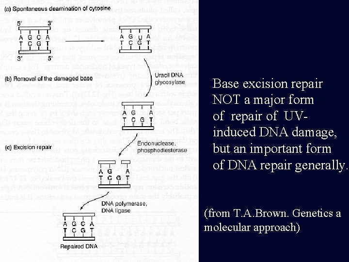 Base excision repair NOT a major form of repair of UVinduced DNA damage, but