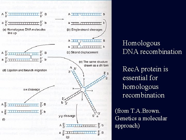 Homologous DNA recombination Rec. A protein is essential for homologous recombination (from T. A.