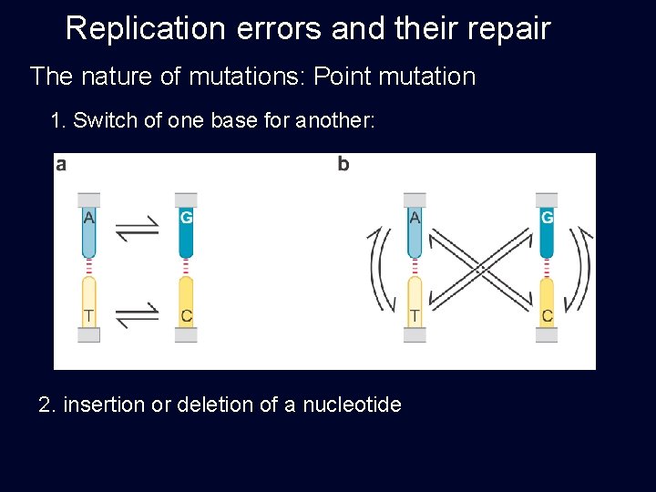 Replication errors and their repair The nature of mutations: Point mutation 1. Switch of