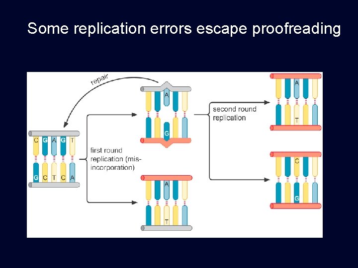 Some replication errors escape proofreading 