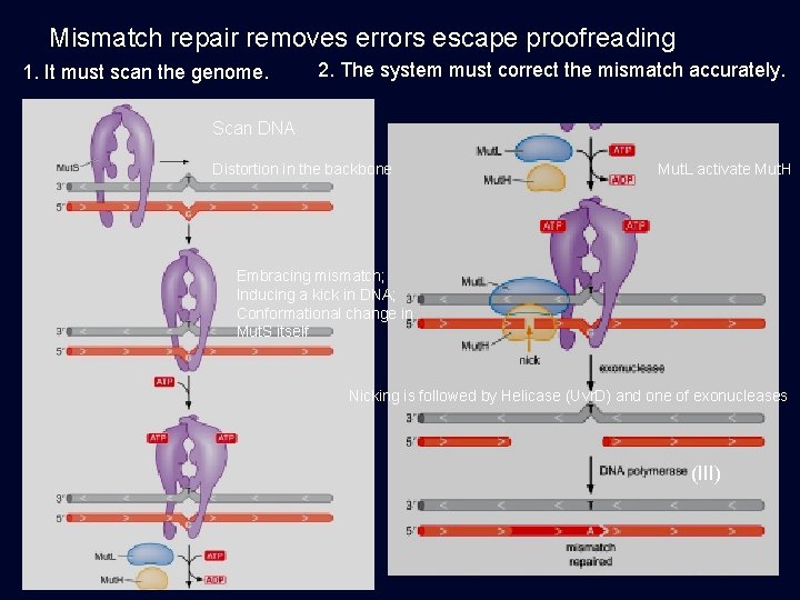 Mismatch repair removes errors escape proofreading 1. It must scan the genome. 2. The