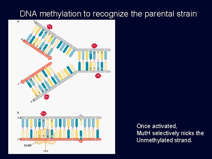 DNA methylation to recognize the parental strain Once activated, Mut. H selectively nicks the