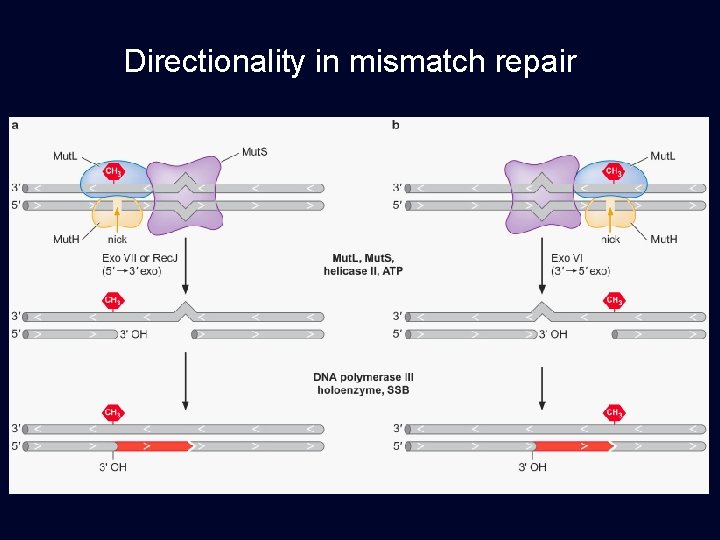 Directionality in mismatch repair 