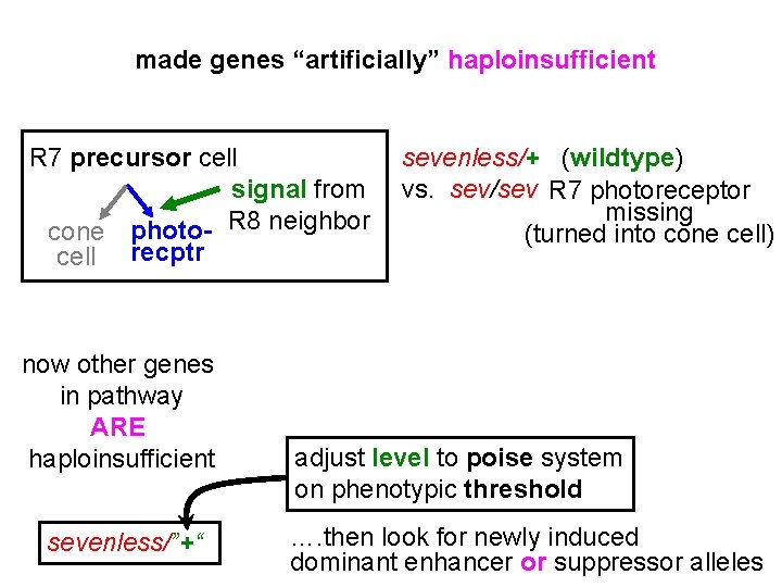 made genes “artificially” haploinsufficient R 7 precursor cell signal from cone photo- R 8