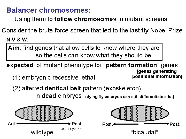 Balancer chromosomes: Using them to follow chromosomes in mutant screens Consider the brute-force screen