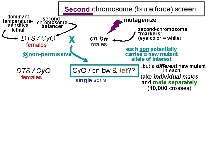 Second chromosome (brute force) screen Second dominant secondtemperature- chromosome sensitive balancer lethal DTS /