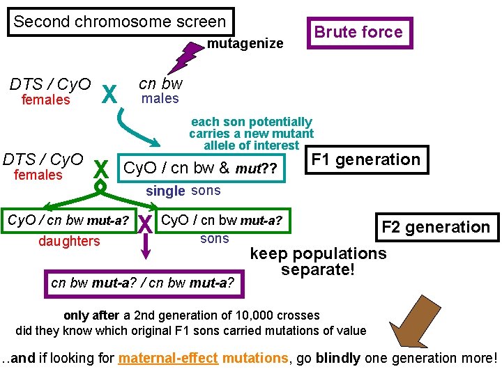 Second chromosome screen mutagenize DTS / Cy. O females Brute force cn bw X