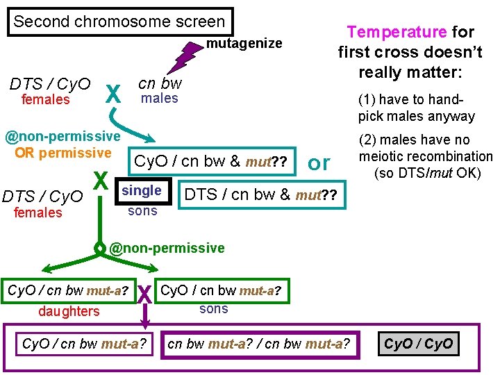Second chromosome screen Temperature for first cross doesn’t really matter: mutagenize DTS / Cy.