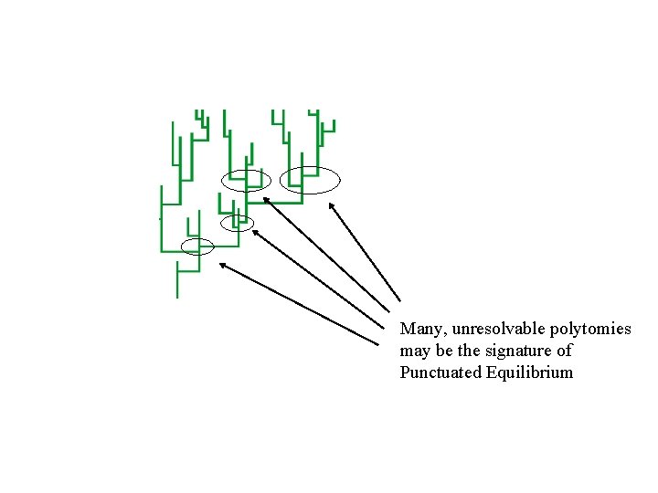 Many, unresolvable polytomies may be the signature of Punctuated Equilibrium 