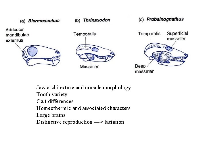 Jaw architecture and muscle morphology Tooth variety Gait differences Homeothermic and associated characters Large