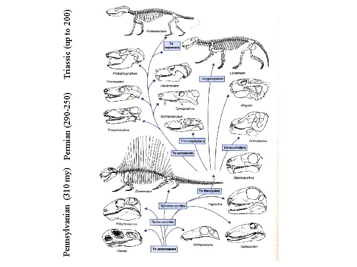 Pennsylvanian (310 my) Permian (290 -250) Triassic (up to 200) 