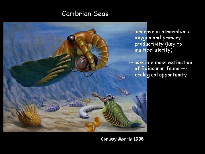 Cambrian Seas -- increase in atmospheric oxygen and primary productivity (key to multicellularity) --