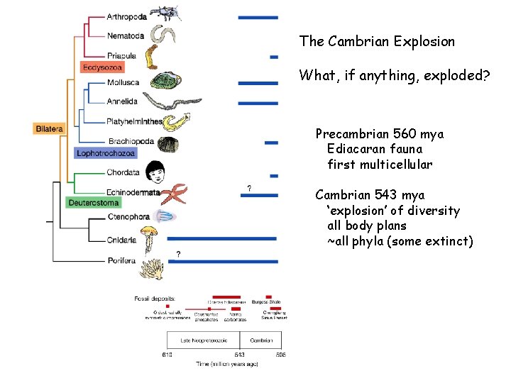 The Cambrian Explosion What, if anything, exploded? Precambrian 560 mya Ediacaran fauna first multicellular