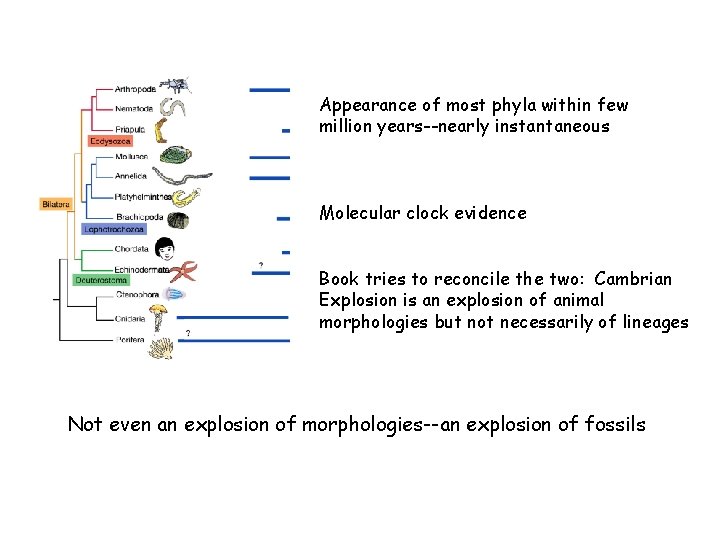 Appearance of most phyla within few million years--nearly instantaneous Molecular clock evidence Book tries