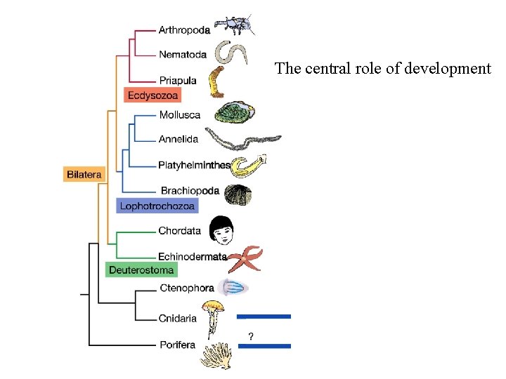 The central role of development 