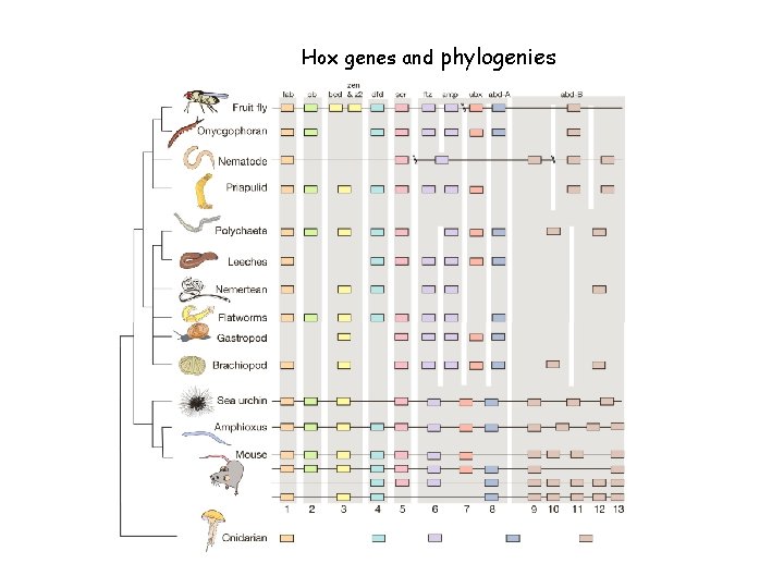 Hox genes and phylogenies 