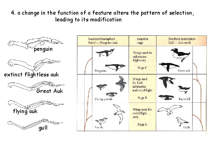 4. a change in the function of a feature alters the pattern of selection,