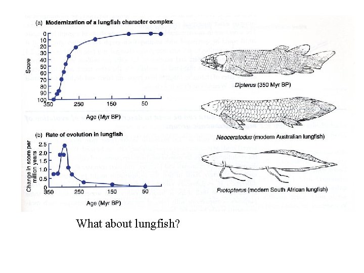 What about lungfish? 