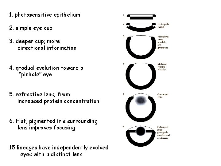 1. photosensitive epithelium 2. simple eye cup 3. deeper cup; more directional information 4.